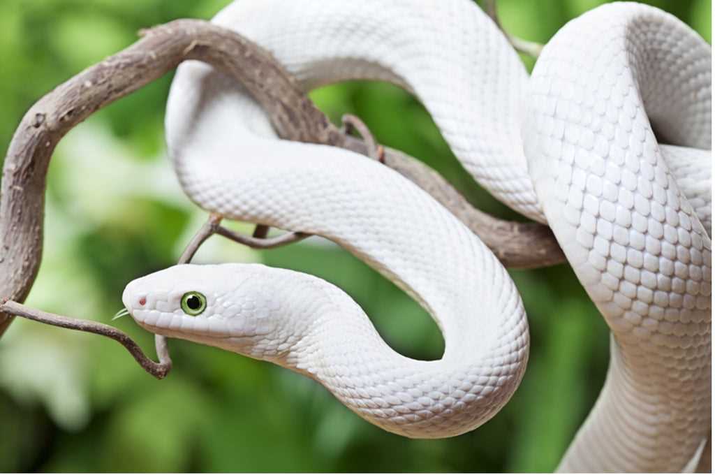 Albino rat snake