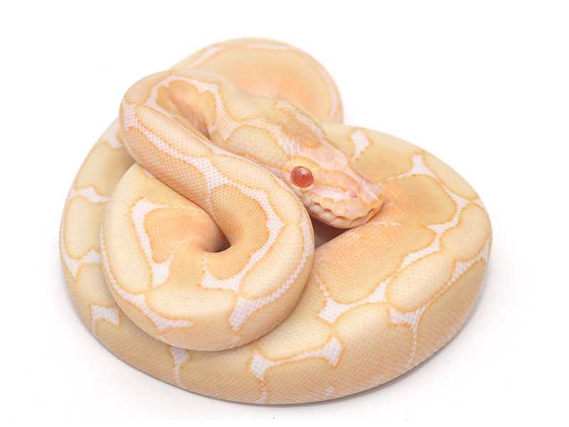 Caring for Albino Spider Ball Pythons