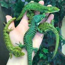 Alligator lizard pet
