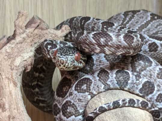 All You Need to Know About Amazon Tree Boa Care: Basic Information