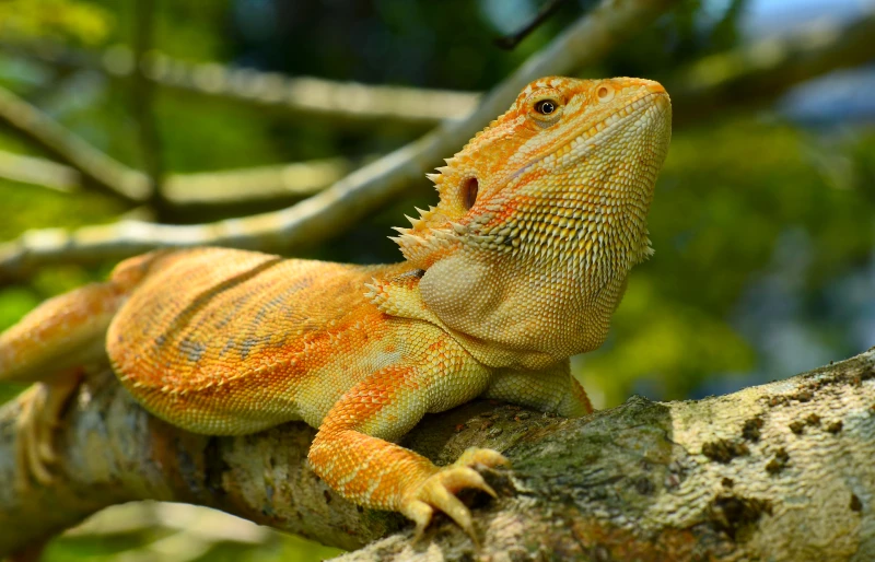 Are bearded dragons smart