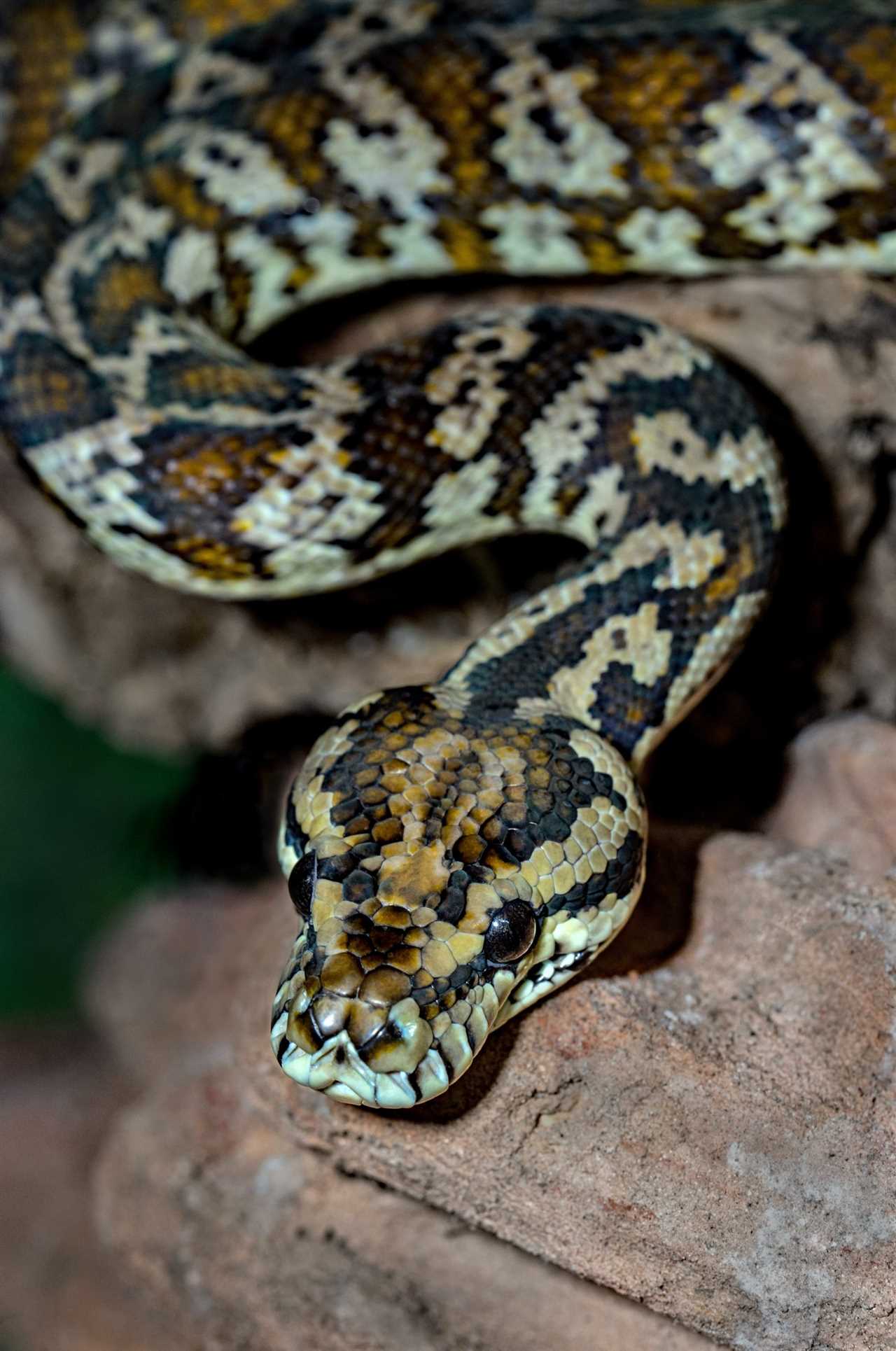 Encountering Carpet Pythons