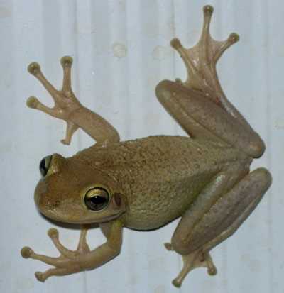 Are cuban tree frogs poisonous