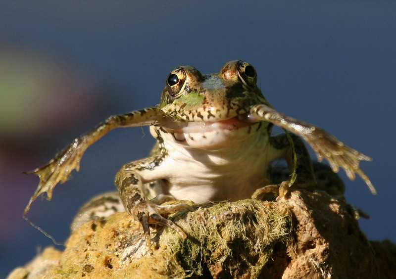 The Effects of Cannibalism on Frog Populations
