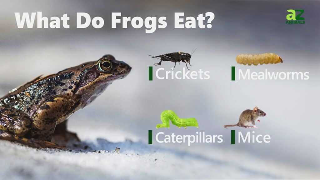 Common Prey Items for Frogs