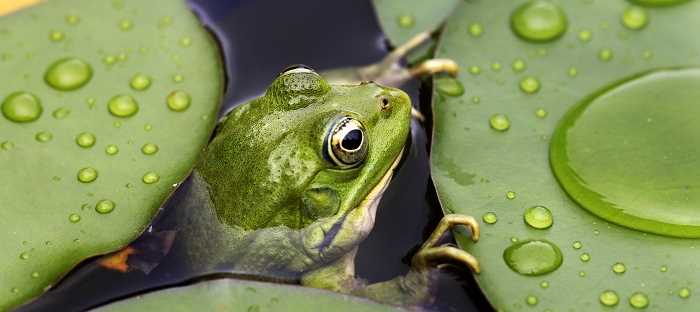 Are frogs good for the garden