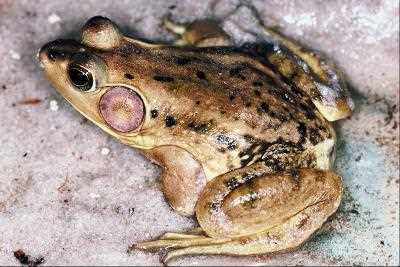 How Do Frogs Produce and Regenerate Their Slimy Skin?