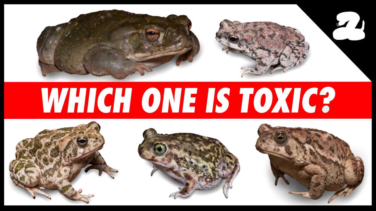 Frog Toxins