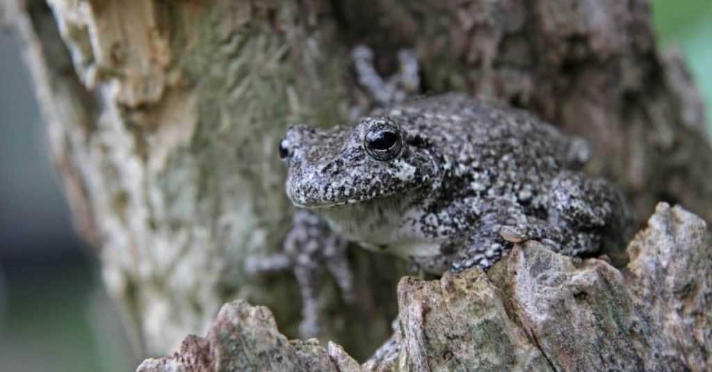 Are gray tree frogs poisonous