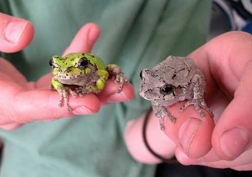 Diet and Feeding Habits of Gray Tree Frogs