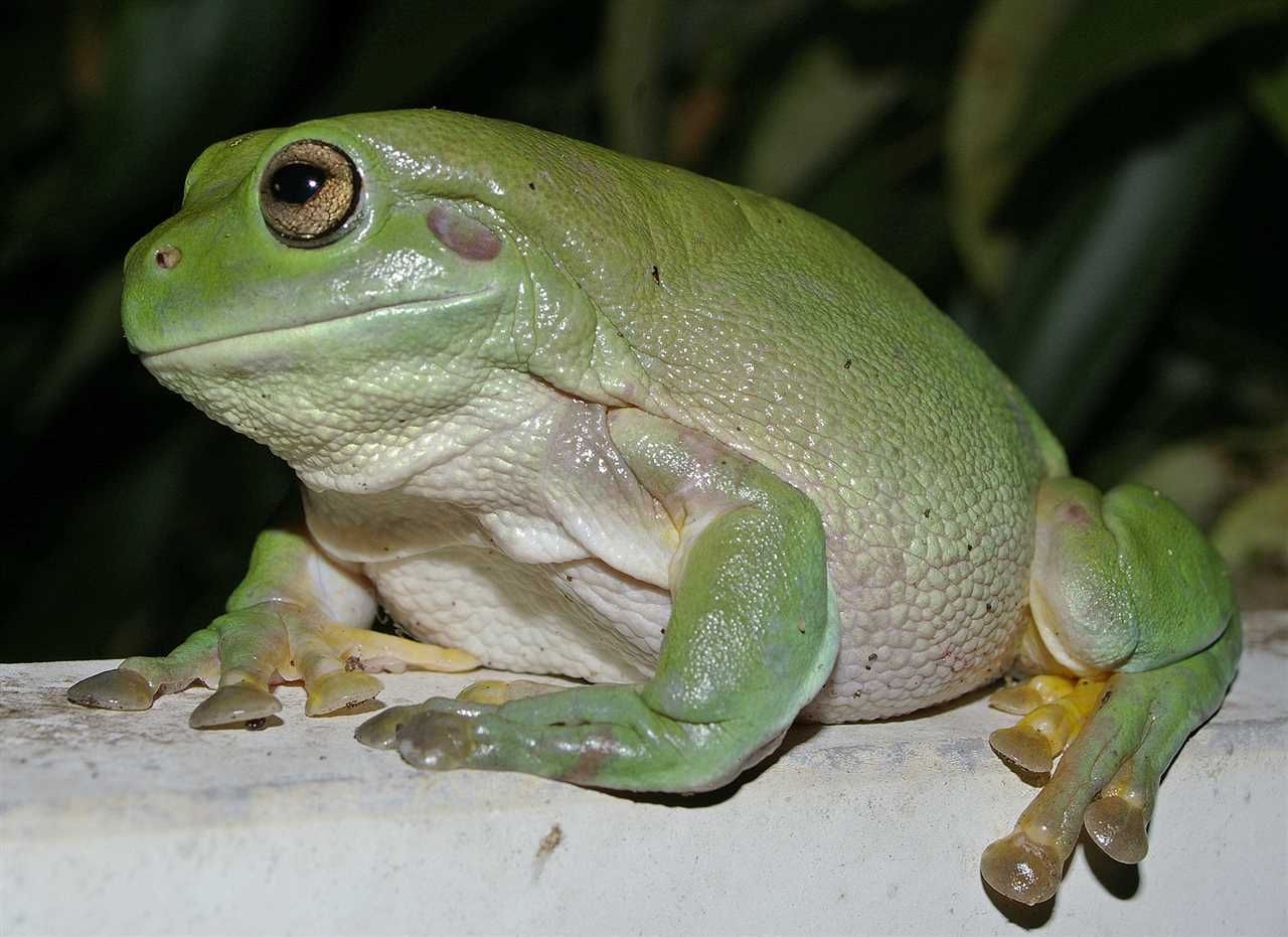 4. Green Tree Frogs Are Endangered