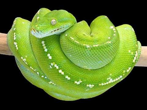Physical Appearance of the Green Tree Python