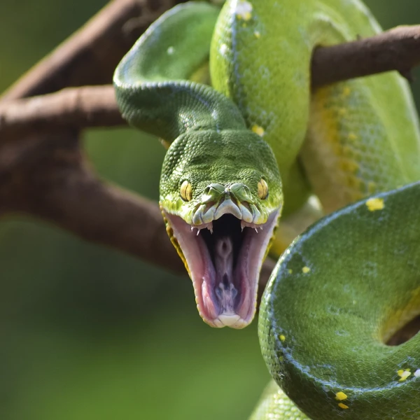 Frequently Asked Questions about Green Tree Pythons
