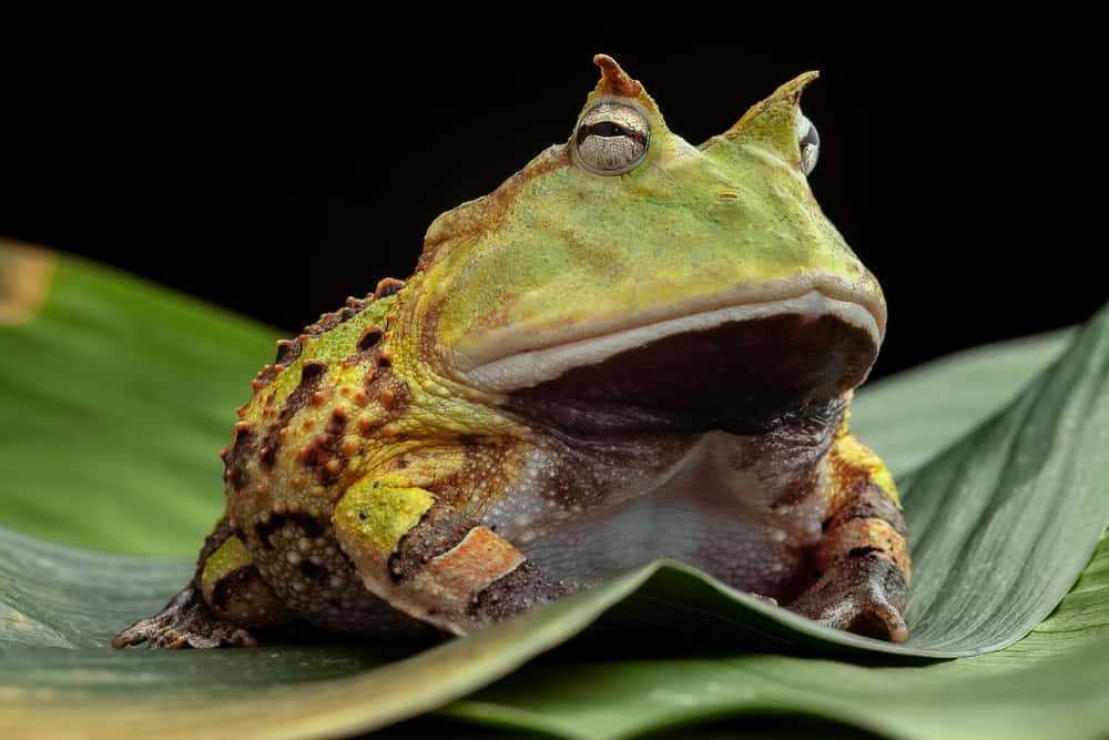 Interesting Facts about Pacman Frogs