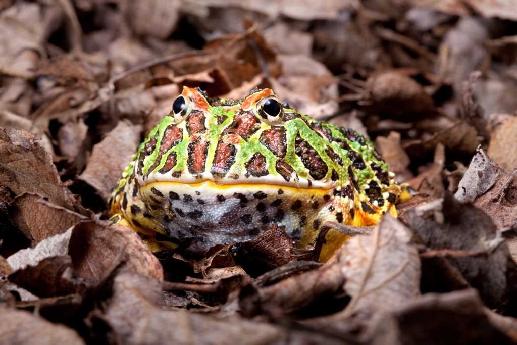 Are pacman frogs poisonous