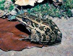 Are pickerel frogs poisonous