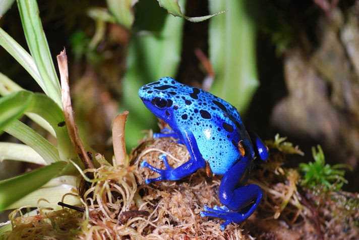 Poison Dart Frog Habitat