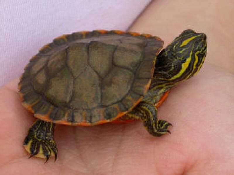 Are red-bellied turtles dangerous