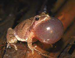 Are spring peeper frogs poisonous