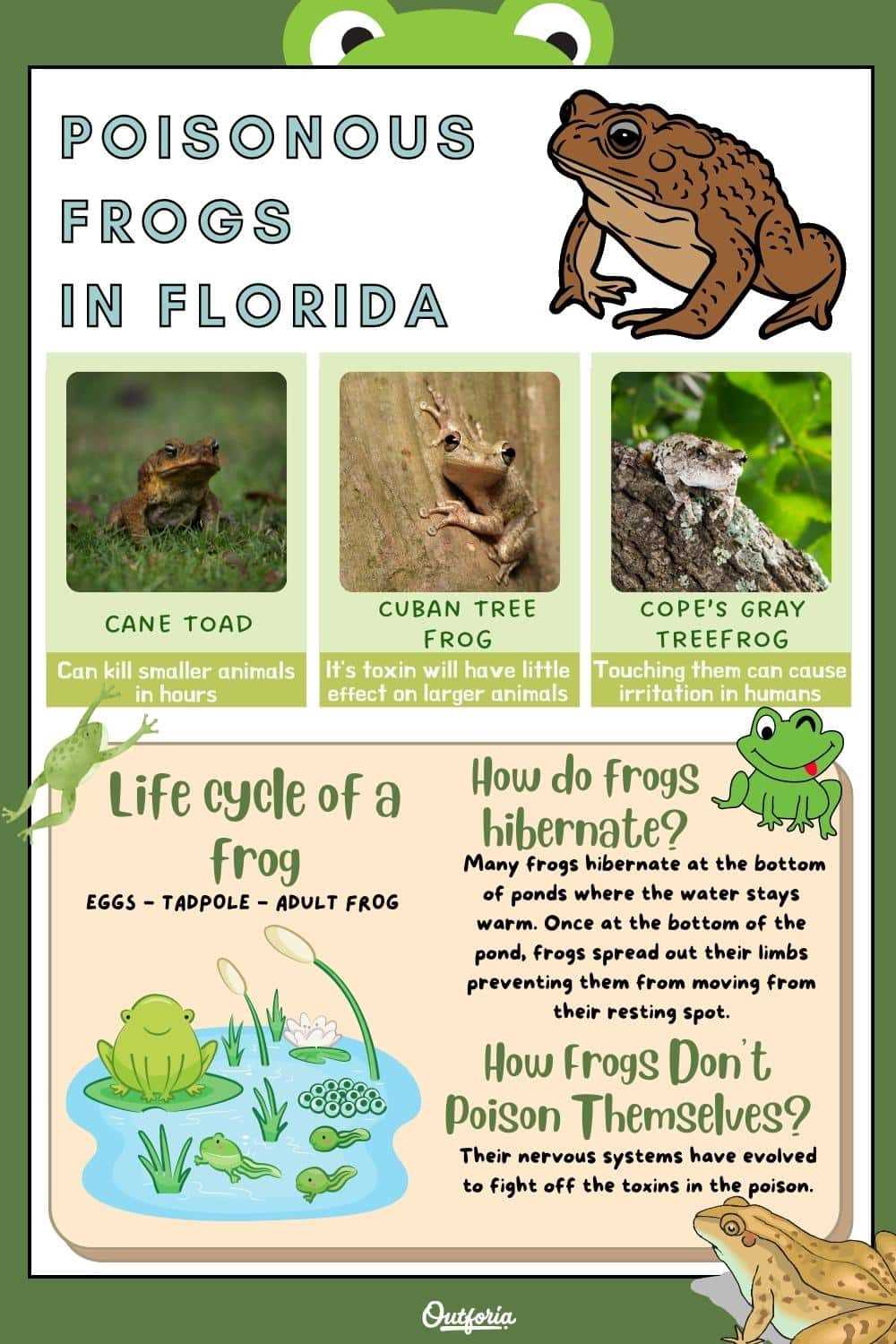 Are There Any Poisonous Frogs in Florida a Concern?