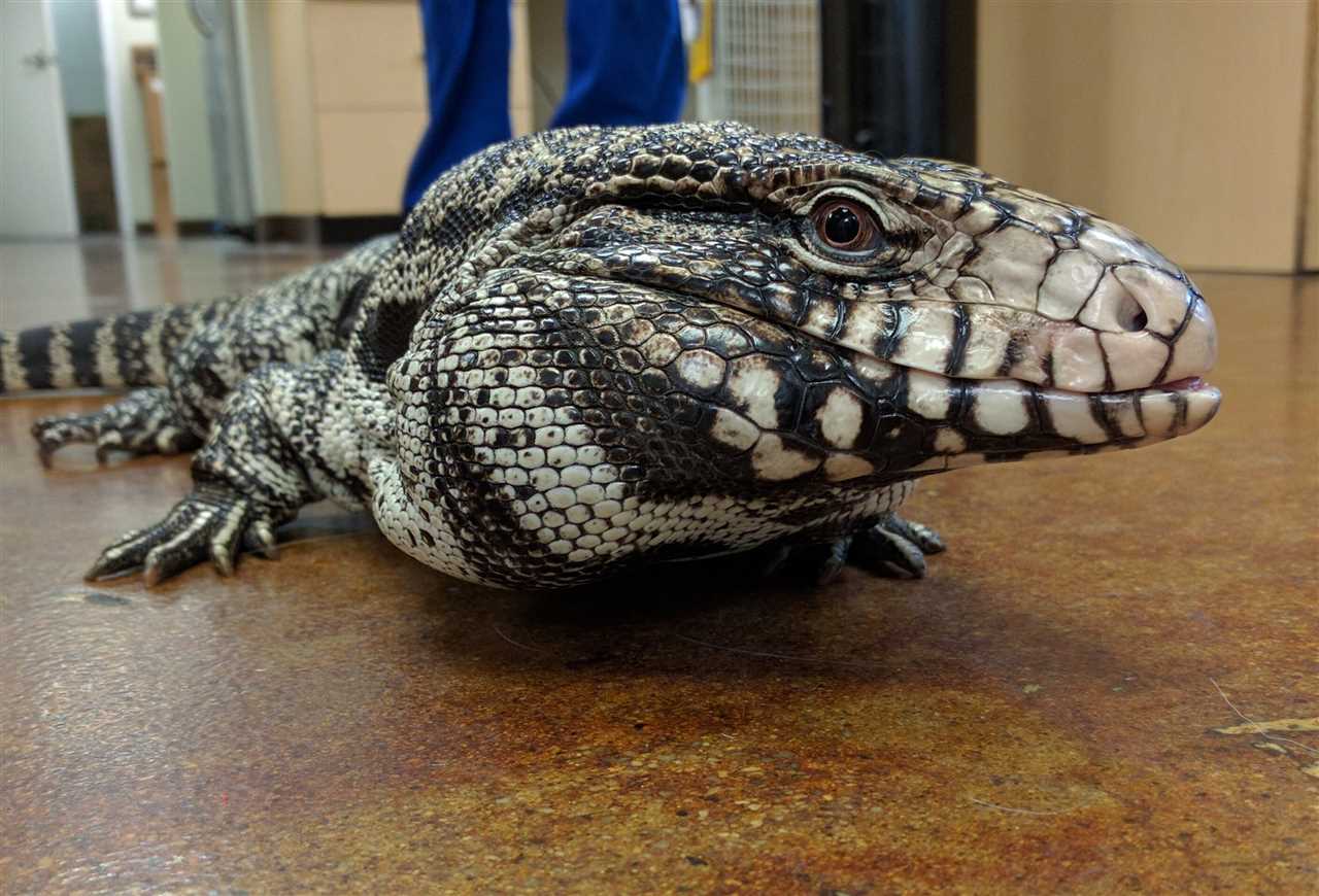 Choosing the Right Size Enclosure for Your Argentine Tegu
