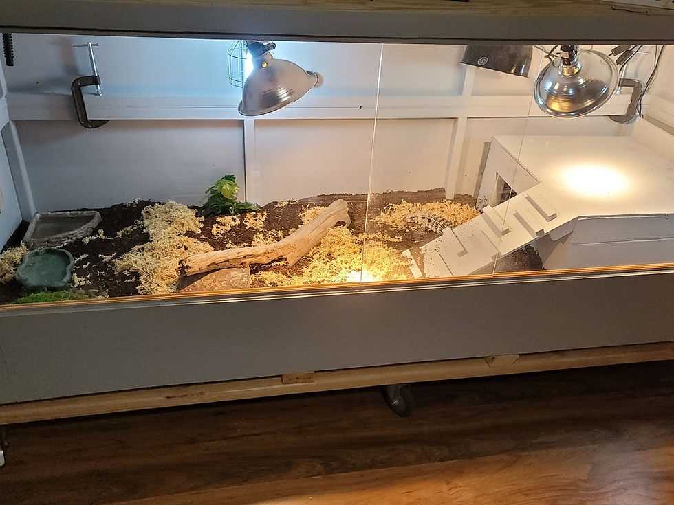 Creating Hiding Spots and Climbing Surfaces in Your Argentine Tegu Enclosure