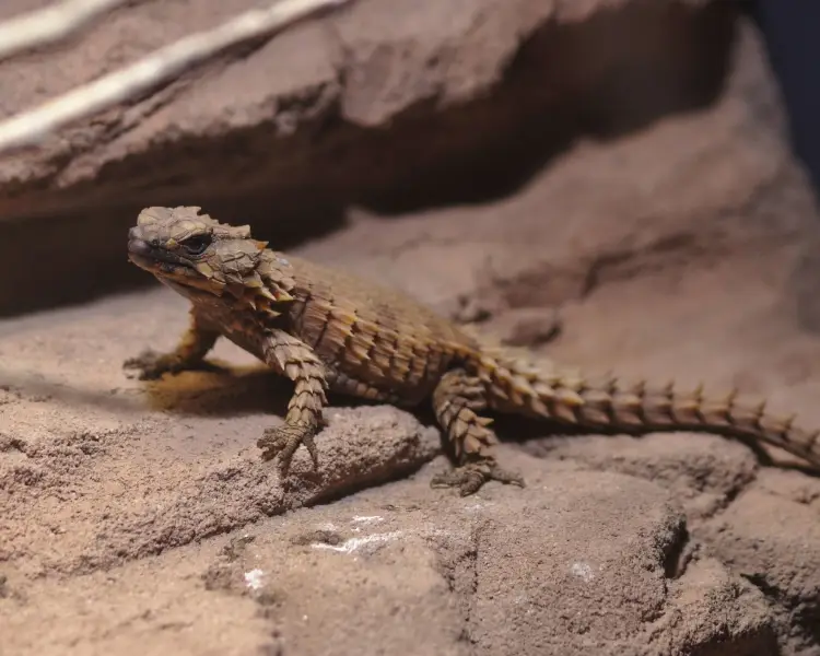 Armadillo Lizard as Pets