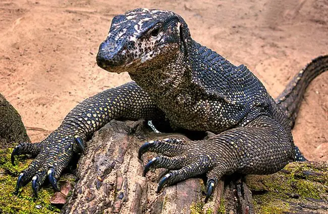 Discover the Asian Water Monitor: The Largest Lizard Species in Asia