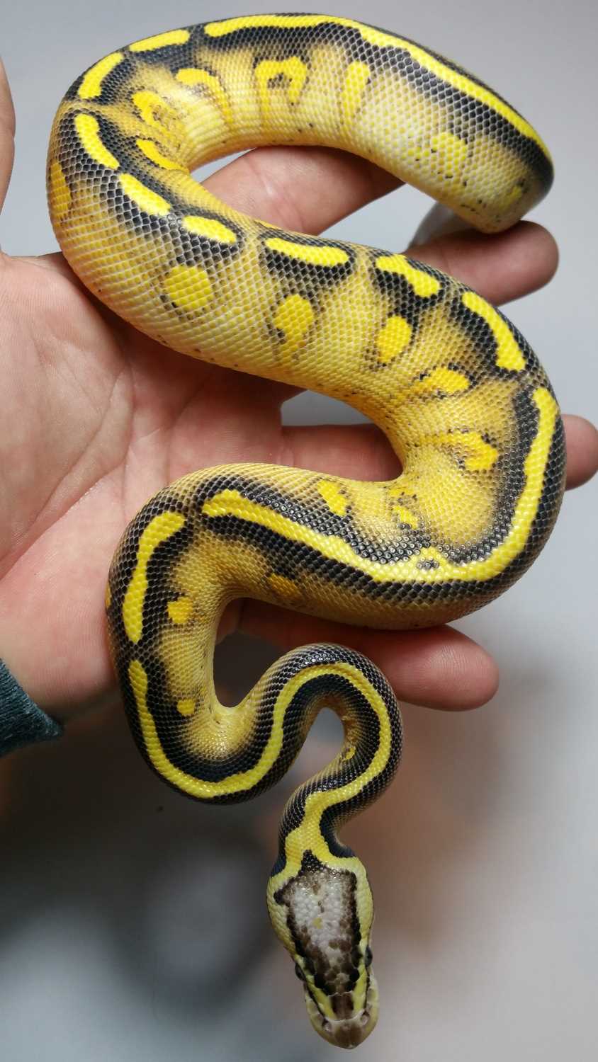 Asphalt ball python