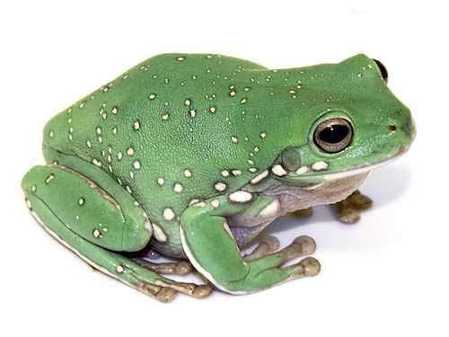 Why Choose an Australian White Tree Frog