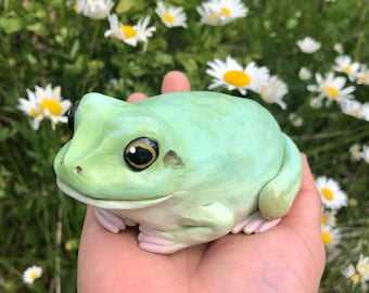 Australian White Tree Frogs: Breeding Information