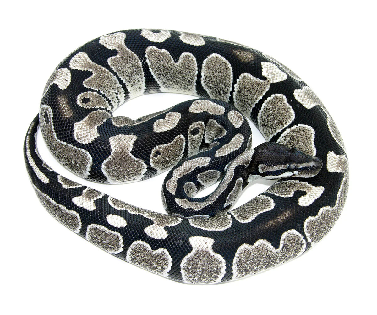 How to Care for Your Axanthic Ball Python