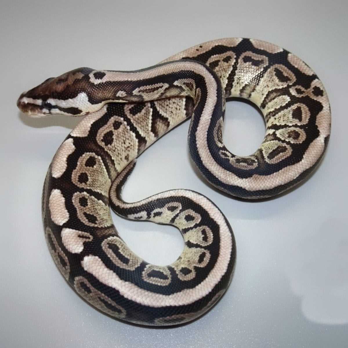 Are axanthic ball pythons more difficult to care for?