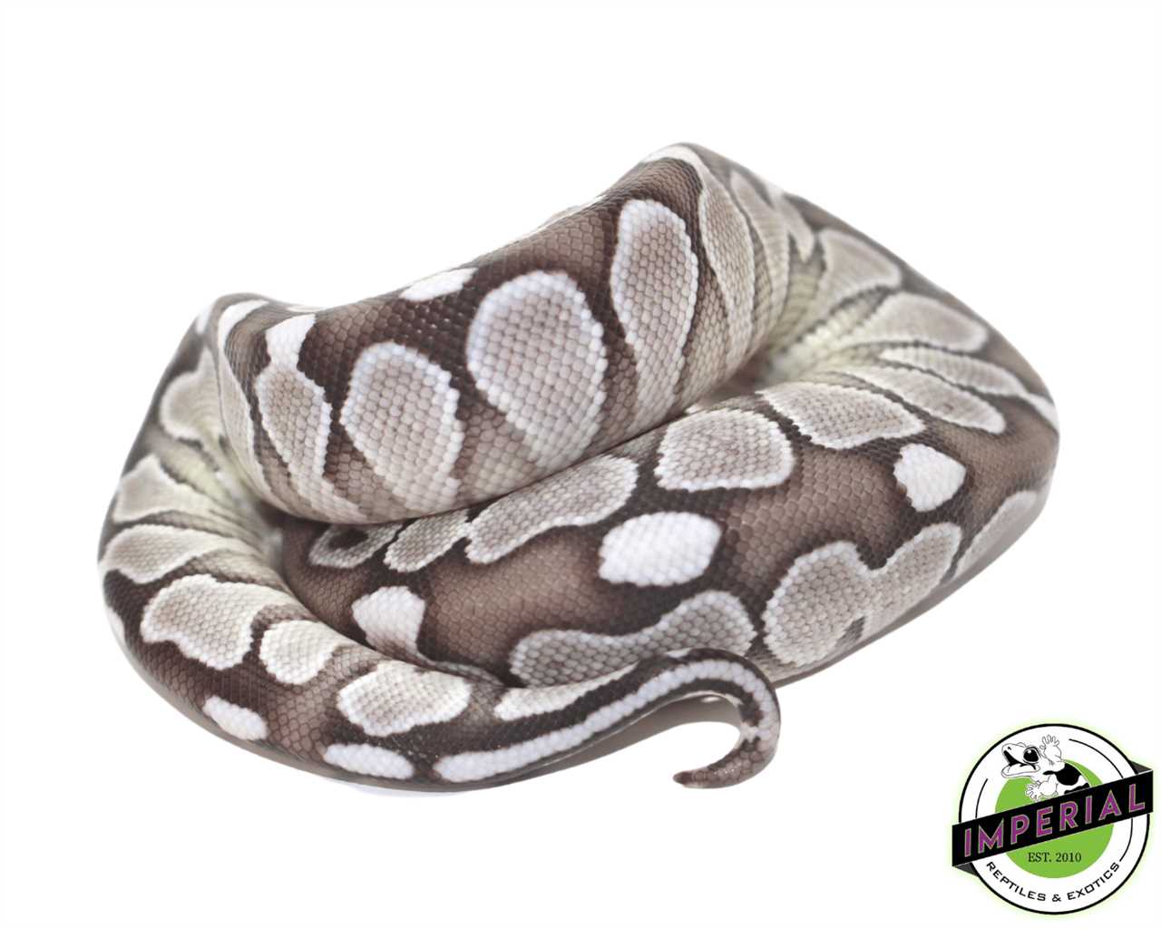 Are axanthic ball pythons good pets for beginners?