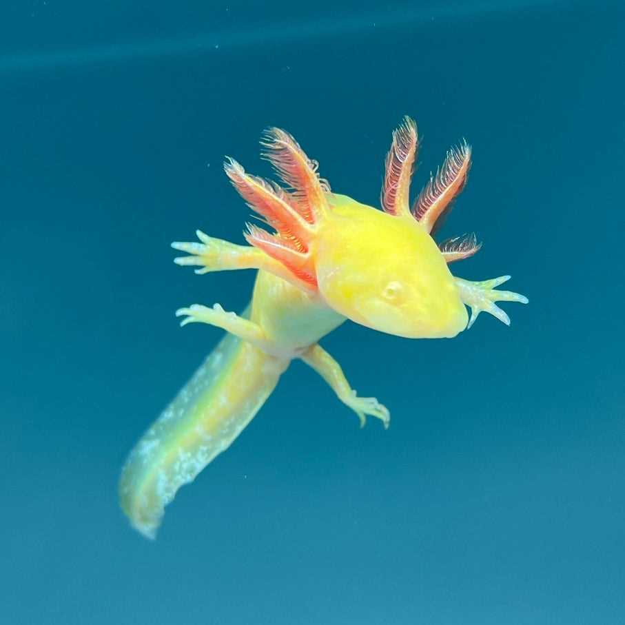  Keeping Your Axolotl Albino Healthy and Happy 