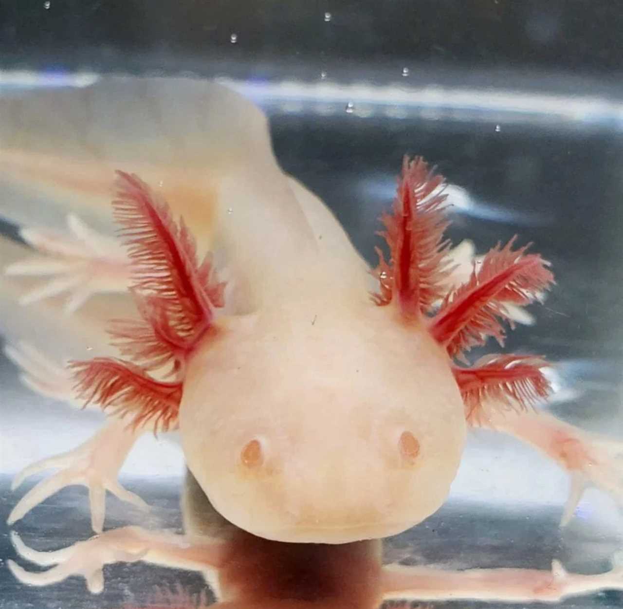 Caring for the Axolotl Albino