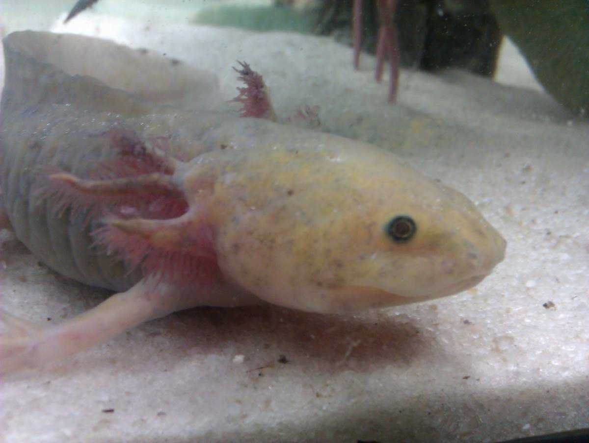 Axolotl change color