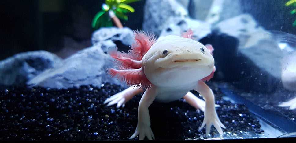 Adequate Food Sources for Axolotls