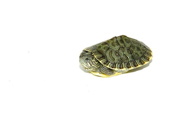 Fun Facts about Baby River Cooter Turtles