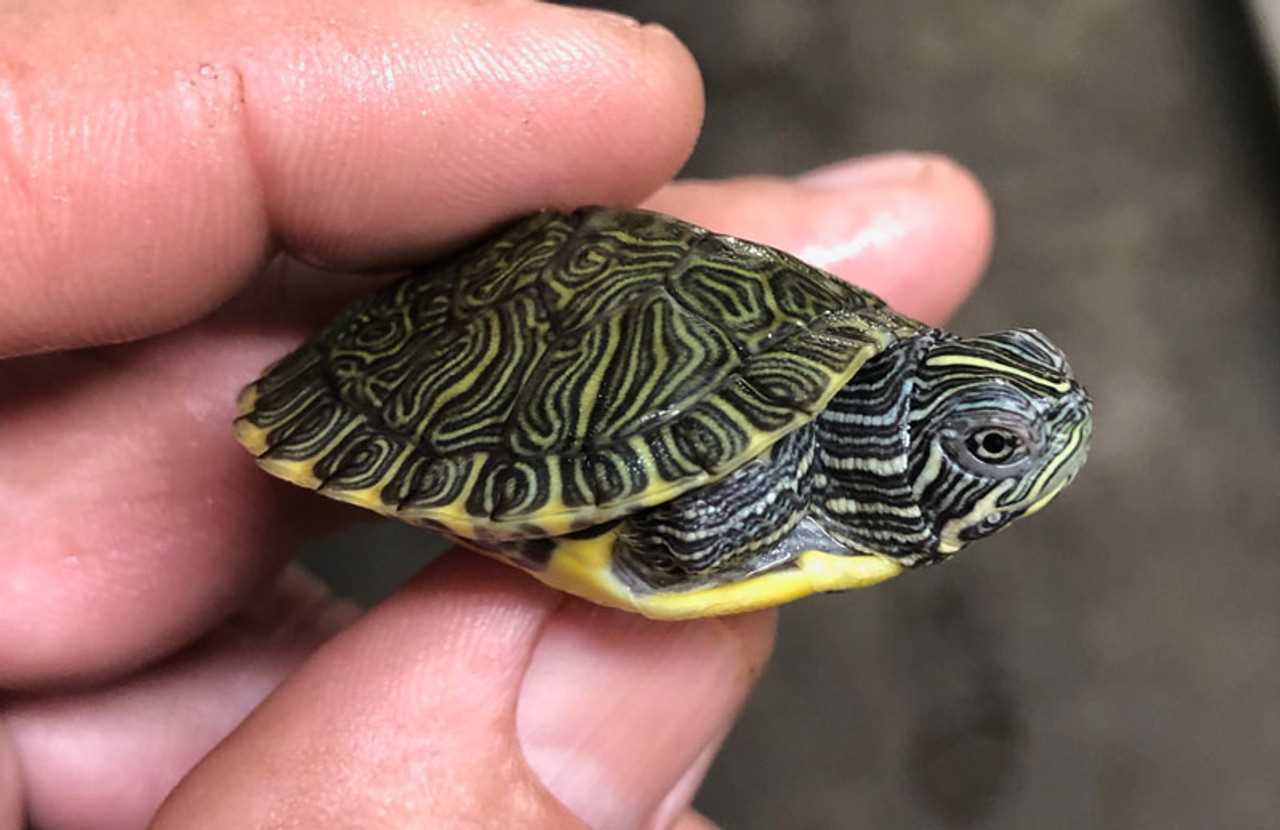 Diet and Feeding of Baby River Cooter Turtles