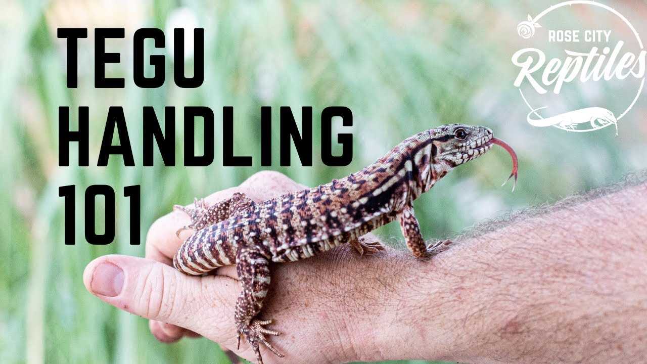 Proper Diet and Feeding Schedule for Your Small Baby Tegu