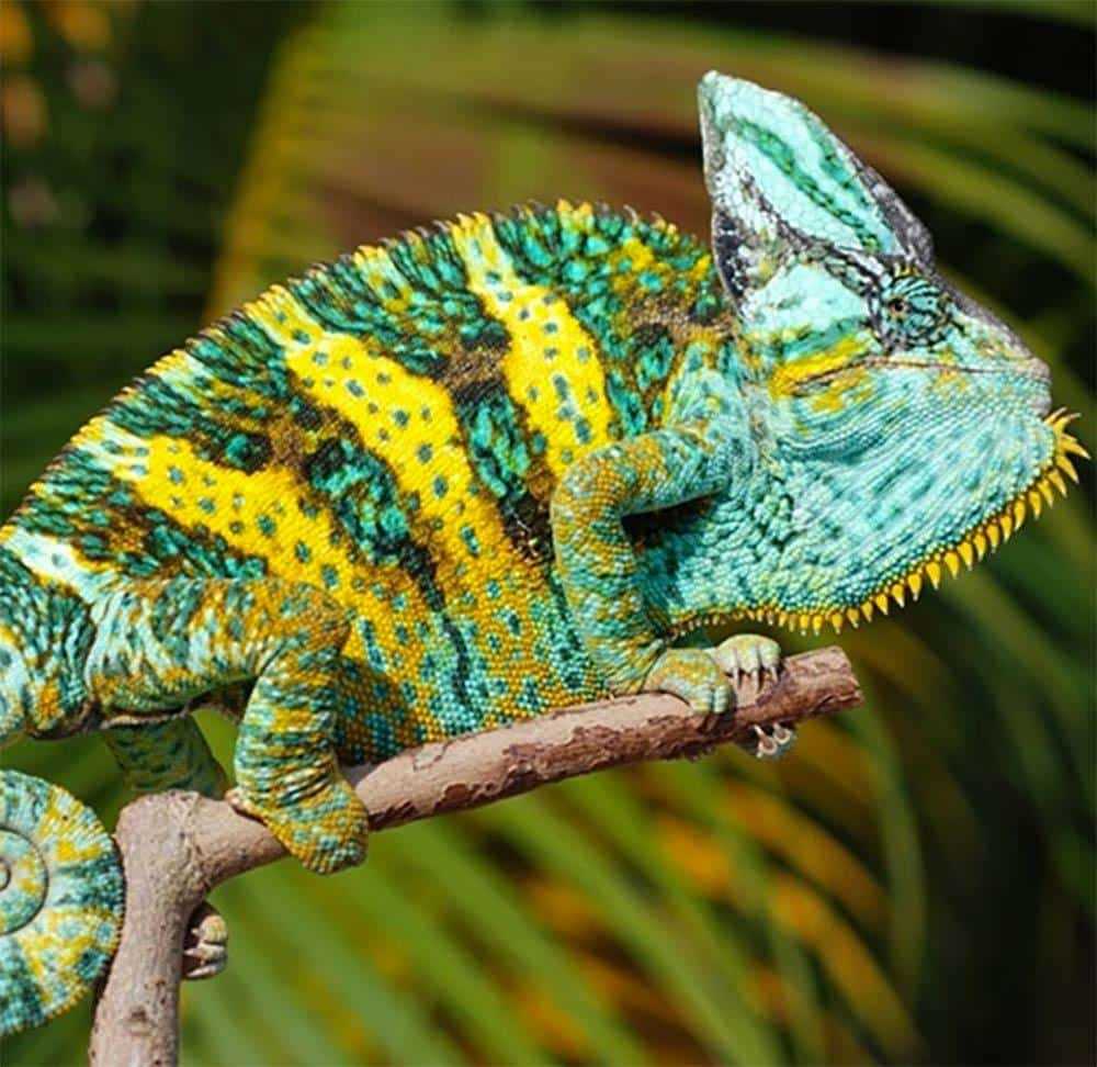 Creating Hiding Places for Your Baby Veiled Chameleon