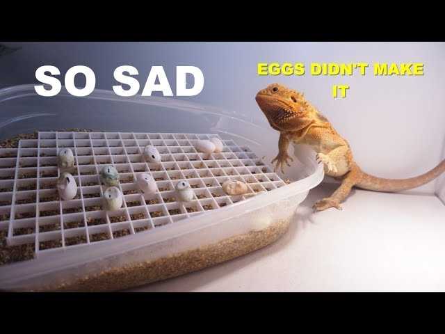 Bad bearded dragon eggs