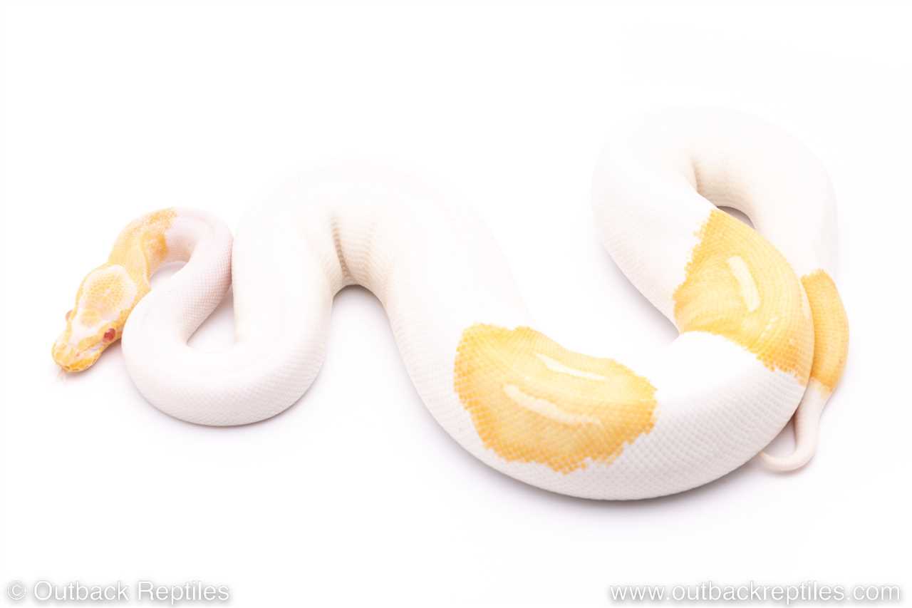 Ball python albino