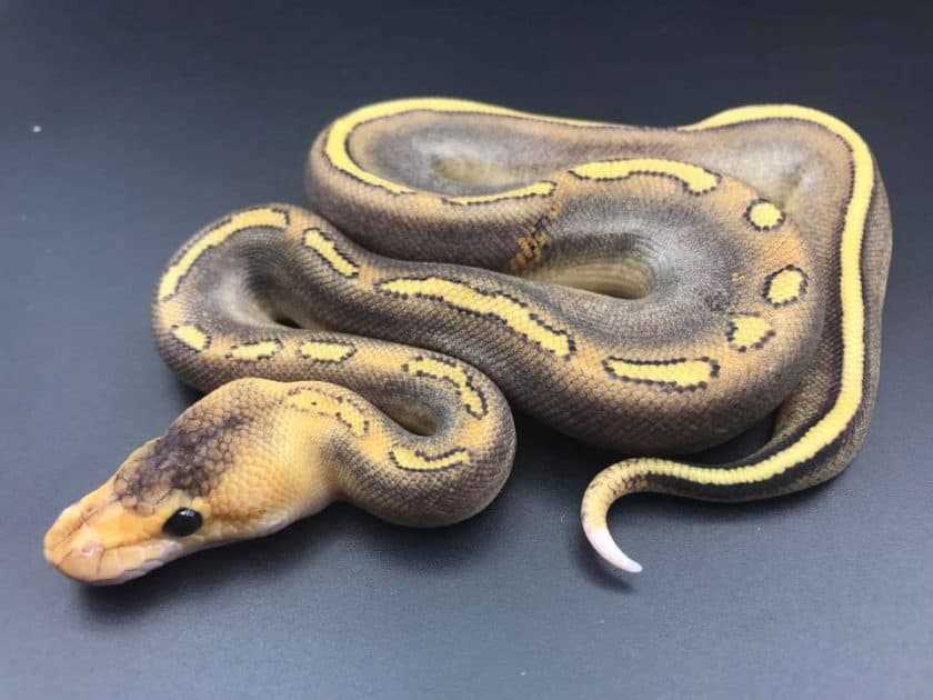 Ball python color
