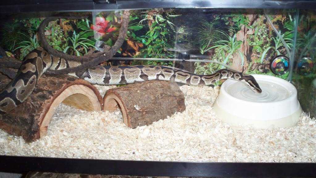 The Importance of Proper Lighting in Ball Python Enclosures