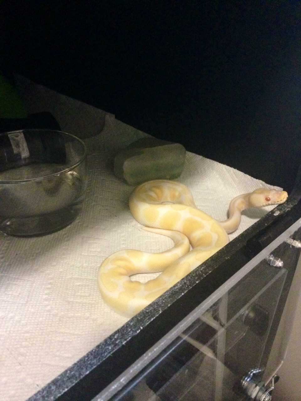 Ball python hide