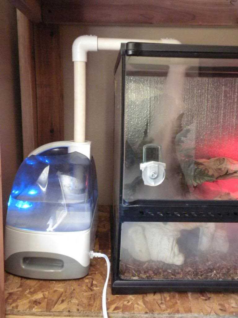 The Importance of Using a Humidifier for Ball Pythons