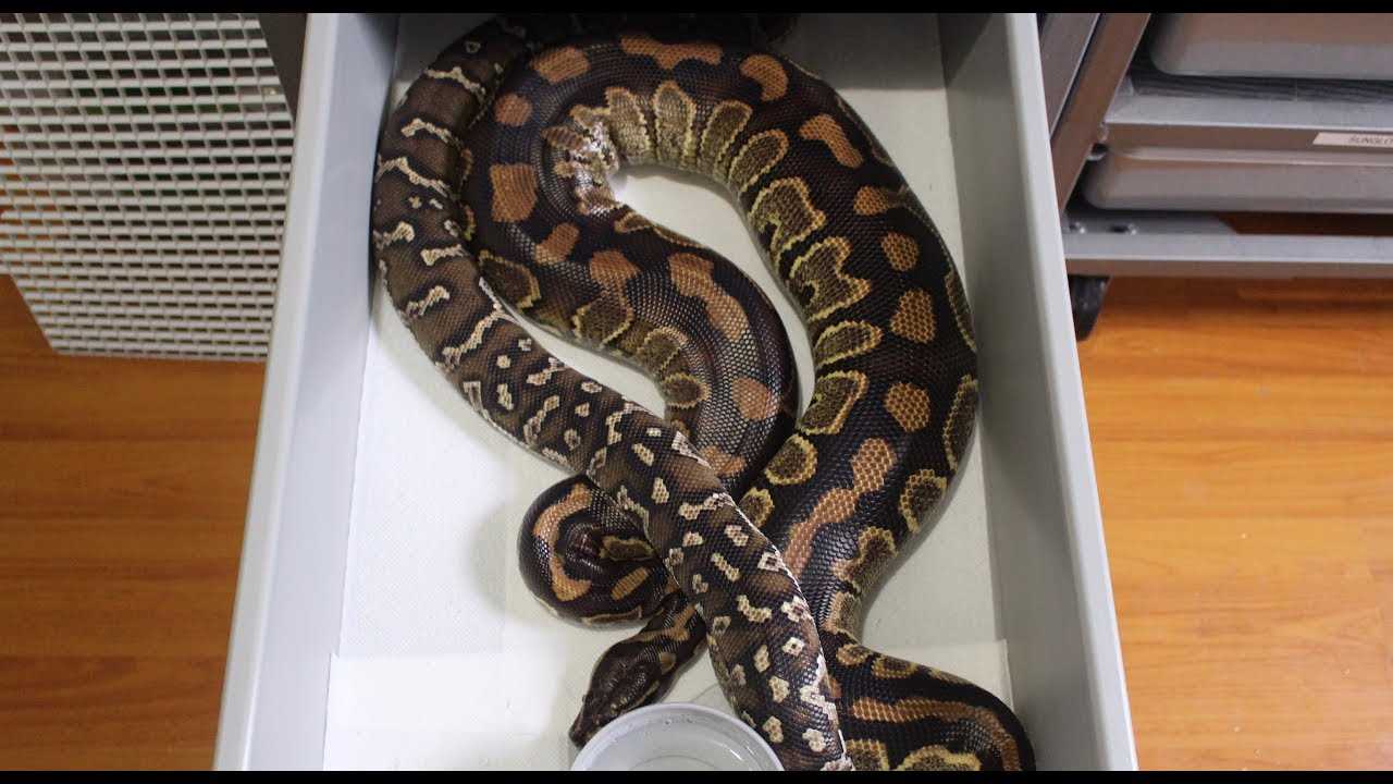 Ball python hybrids