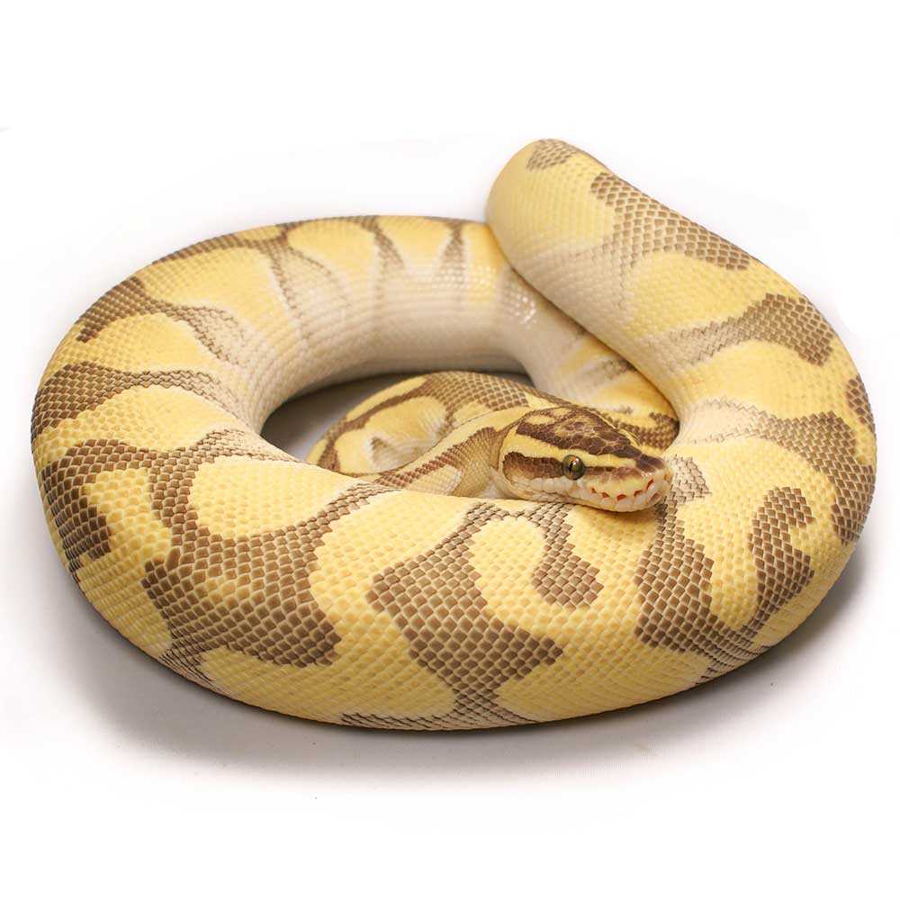 Ball python lesser pastel